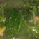 Cooksnap dari Rumi Gumilar untuk resep Sayur Bayam Bening No MSG