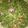 Ummu_Aymaan_kitchen's cooksnap of when they made Lamsir (cress).