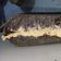 Cooksnap dari Eric untuk resep Martabak Manis Teflon (Terang Bulan) Sukses Bersarang