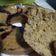 Cooksnap dari Ecky Nurul Fajriah untuk resep Bolu Pisang Kukus (No Mixer)