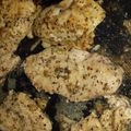 ortega0067's cooksnap of when they made Tinklee's Lemon Herb Chicken.
