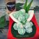 Cooksnap dari Mama_ii ❤ untuk resep Klepon Pandan