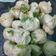Sushma Manoj Kumar का कुकस्नैप जब उन्होंने वेज मोमो (Veg Momo Recipe In Hindi) बनाया था।