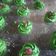 Cooksnap dari Saturday.april_14 untuk resep Pandan Gula Malaka cookies