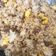 Cooksnap dari sasti untuk resep Nasi Goreng Bawang Putih Super Gurih