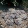 Cooksnap dari deeja untuk resep Klepon Ubi Ungu