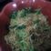 Cooksnap dari Indri Astuti untuk resep Bakmie Goreng
