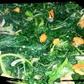 Cooksnap dari Nengah Hardiani untuk resep Tumis Daun Pepaya