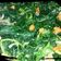 Cooksnap dari Nengah Hardiani untuk resep Tumis Daun Pepaya