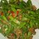 Cooksnap dari Dian Sae untuk resep Tumis Buncis Tempe Spesial