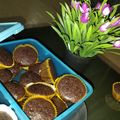 Cooksnap dari Kasmaikbal untuk resep Eggless Moist Choco Cupcakes