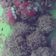 Cooksnap dari Risa Nurlatifah untuk resep Bola Tahu Rambutan