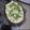 Cooksnap de Fabio Henrique Da Silva quando cozinhou Couve Flor Gratinada.