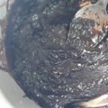 Cooksnap dari Nafisah untuk resep Selai Coklat Homemade