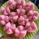 Cooksnap dari Rossy WU untuk resep Kue Mangkok Mekar