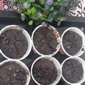 Cooksnap dari Tina ( Santi ) untuk resep Choco Banana Muffin - Muffin Coklat Pisang