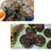 Cooksnap dari Ummy ulfa untuk resep Double Chocolate Muffin (tips stock muffin dalam kulkas)