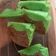 Cooksnap dari Taci Indriani untuk resep Bolu Kukus Lapis Coklat Pandan