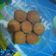 Cooksnap dari Fuji Tresnadiyanti untuk resep Bola Ubi Coklat Krispi