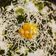 Jayshree Khakhkhar's cooksnap of when they made પાલક સ્વીટ કોર્ન સબ્જી.