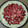 El cooksnap de María José Bertea cuando hizo Tarta de frutillas y crema pastelera.
