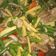 Cooksnap dari Eka Sofia rahmawati untuk resep Bubur ganepo
