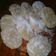 Cooksnap shazrina semasa beliau membuat Kuih Getas.