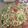 Cooksnap dari Iin untuk resep Tumis labu siam jagung manis......