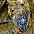 Cooksnap dari retha untuk resep Pepes Ikan Mas Duri Lunak Bumbu Super dengan Teknik Presto