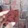 Cooksnap dari Novia Diana Ayu Wulandari untuk resep Brownies Putih Telur