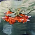 Cooksnap dari mei ayu ristiwati untuk resep Pepes Tongkol pedas kemangi
