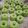 Cooksnap dari Dini Andariska untuk resep Bolu Kukus Chocolatos Matcha