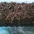 Cooksnap dari wulan untuk resep Brownies Kukus