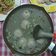潘俊霖的(簡單料理) 的 貢丸冬瓜排骨湯 懶人料理 cooksnap