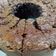 Cooksnap dari Henny untuk resep Bolu Ketan Hitam Panggang