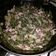 El cooksnap de Areli Pacheco cuando hizo Acelgas.
