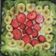 صورة من لمى شاهين ، شاركها بعد تجربة وصفة تارت بالكاسترد والفواكة 🍌🍓🍇🍒🍑🍐🍍