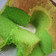 Cooksnap dari Elly Suciati untuk resep Bolu pandan suji telur 6