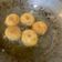 Cooksnap dari Pottama Kering kentang untuk resep Donat Kentang NCC