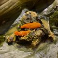 Cooksnap dari Nina Anggraini untuk resep Pepes ayam kemangi mudah dan praktis
