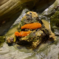 Cooksnap dari Nina Anggraini untuk resep Pepes ayam kemangi mudah dan praktis