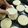 El cooksnap de Alexia Guerreño cuando hizo Alfajores de maizena sin gluten (tapitas).