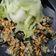 รูป Cooksnap ของ Pan Sur Pan เมื่อเขาทำ กู๋ไฉ่(กุยไช่)ใบเมี่ยงญวน