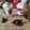 Cooksnap de Antoine Lemonnier sur la recette Roses des sables sans beurre (recette facile)