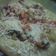 Cooksnap dari mamahnya anak2 untuk resep Pizza teflon