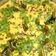 Vandna bosamiya's cooksnap of when they made ઈન્સ્ટન્ટ ખમણ ઢોકળા (Instant Khaman Dhokla Recipe In Gujarati).