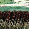 Cooksnap dari Khanza Adiba untuk resep Sate Kambing Empuk