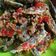 Cooksnap dari nur. adaniati untuk resep Patin Sambal Cabe Pecah