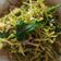 Cooksnap dari lent wibisono untuk resep Tumis kangkung bunga pepaya