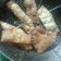 Cooksnap dari Andy untuk resep Kulit pangsit krenyes